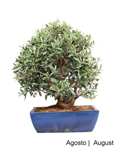 29 Jahre alte Bonsai-Olive
