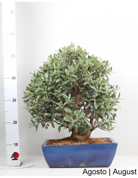 Oliveira Bonsai de 29 anos