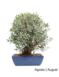 Olivo Bonsai di 29 anni