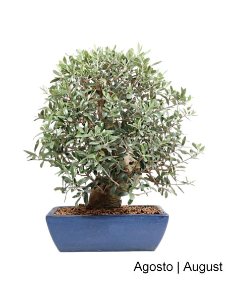 Oliveira Bonsai de 29 años