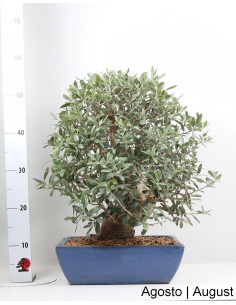 Olivo Bonsai di 29 anni 2