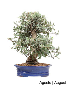 Über 33 Jahre alte Bonsai-Korkeiche