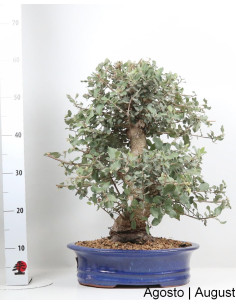 Über 33 Jahre alte Bonsai-Korkeiche 2