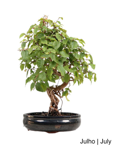 Carpinus Bonsai de 24 anos