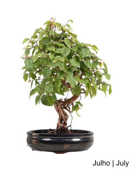 Carpinus Bonsai de 24 anos