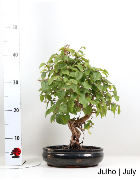 Carpinus Bonsai de 24 ans