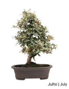 Eleagnus Variegata Bonsai from 2002