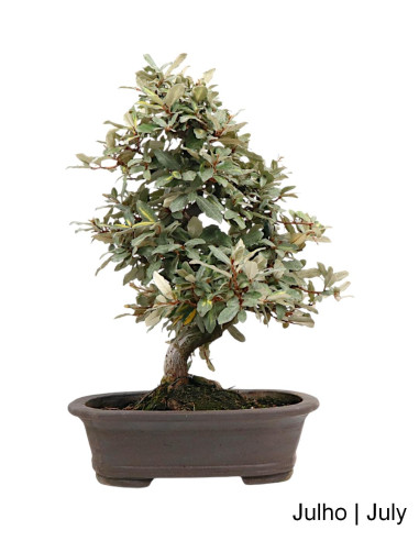 Eleagnus Variegata Bonsai from 2002