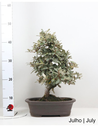Eleagnus Variegata Bonsai de 2002