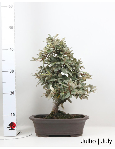 Eleagnus Variegata Bonsai de 2002