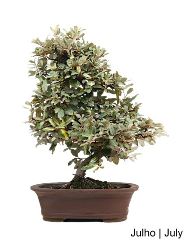 Eleagnus Variegata Bonsai de 2002
