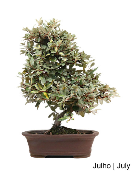 Eleagnus Variegata Bonsai de 2002