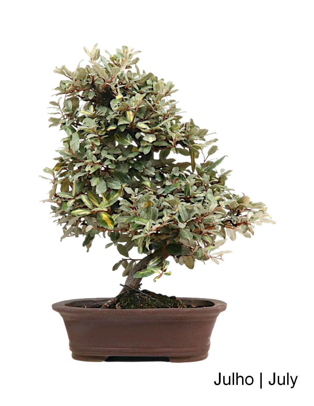 Eleagnus Variegata Bonsai from 2002