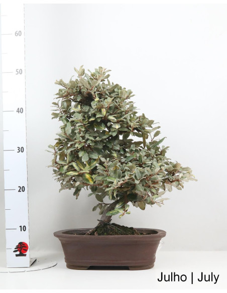 Eleagnus Variegata Bonsai de 2002