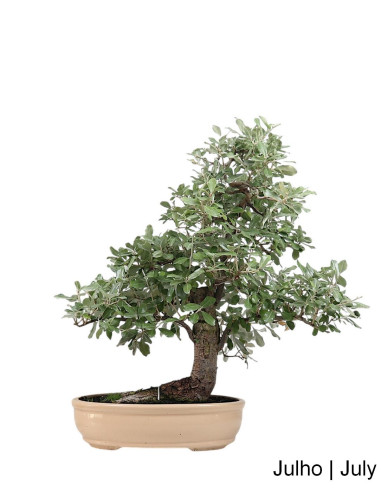 Eleagnus Bonsai Bonsai de 2005