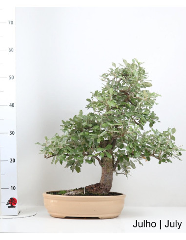Eleagnus Bonsai Bonsai de 2005