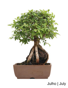 Elm Bonsai from 2007