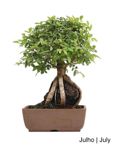 Olmo Bonsai del 2007