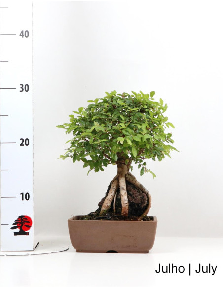 Ulmeiro Bonsai de 2007