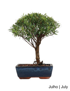 Syzygium Bonsai im Alter von 7 Jahren