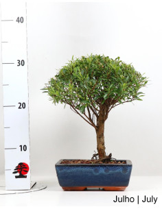 Syzygium Bonsai im Alter von 7 Jahren 2