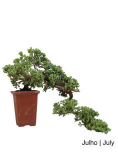 Juniperus Procumbens Bonsai del 2004