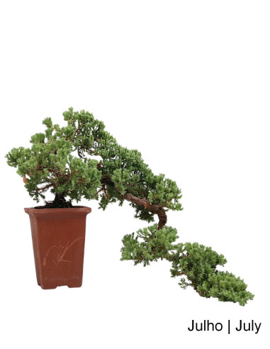 Juniperus Procumbens Bonsai von 2004