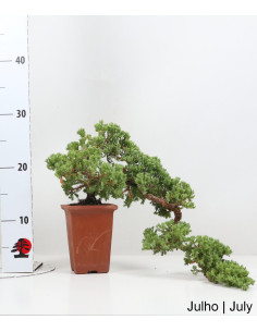 Juniperus Procumbens Bonsai del 2004 2