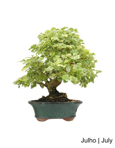 Bonsai di Durantha Repens Variegata di 28 Anni