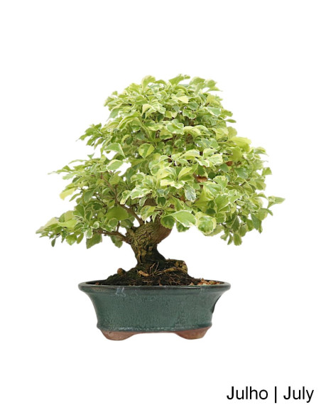 Durantha Repens Variegata Bonsai de 28 Años