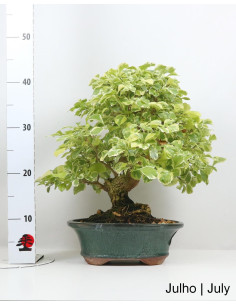 28 Jahre alter Durantha Repens Variegata Bonsai 2