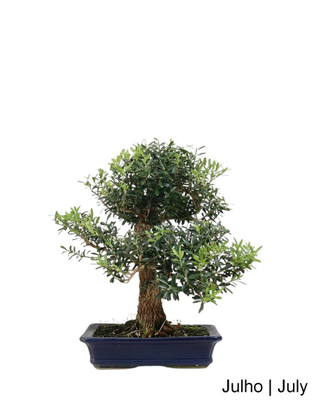 Buxus Harlandii Bonsai de 21 anos