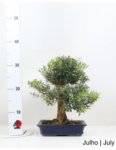21 Jahre alter Buxus Harlandii Bonsai 2