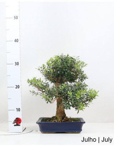 Buxus Harlandii Bonsai de 21 anos