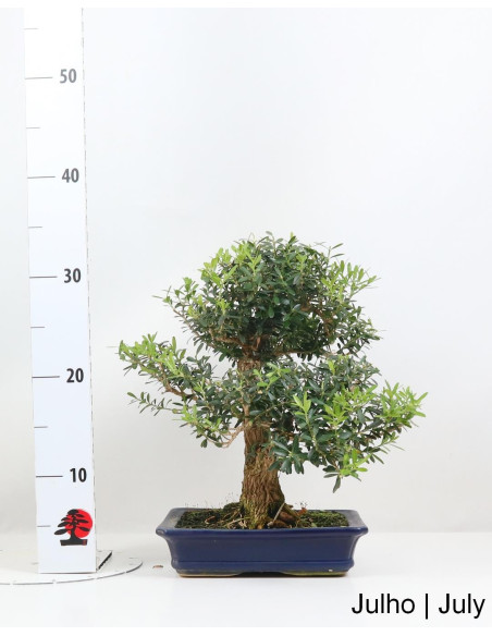 Buxus Harlandii Bonsai de 21 anos