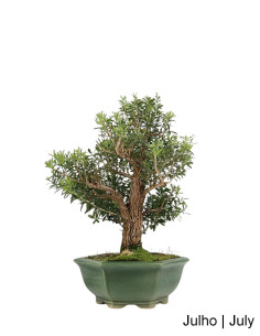Bonsai di Buxus Harlandii di 21 anni