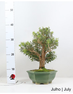 Bonsaï Buxus Harlandii de 21 ans 2