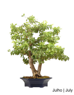 32 Jahre alter Durantha Bonsai