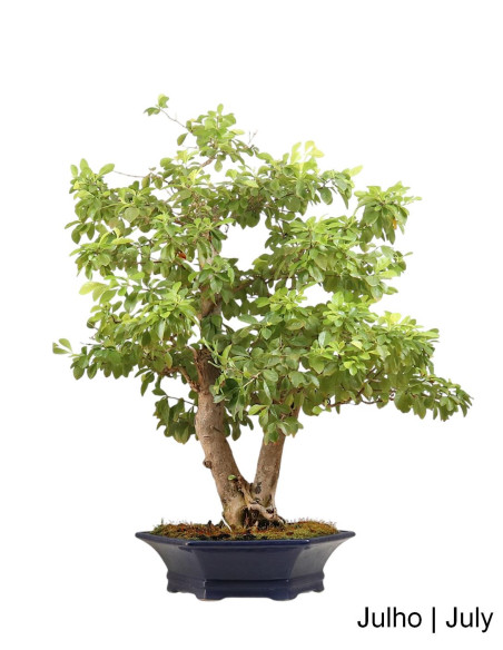 Durantha Bonsai de 32 ans