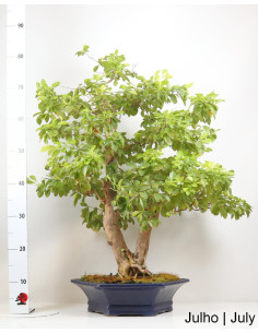 32 Jahre alter Durantha Bonsai 2