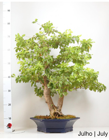 Durantha Bonsai de 32 años