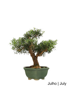 Bonsai di Buxus Harlandii di 21 anni
