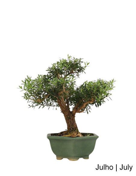 Buxus Harlandii Bonsai de 21 ans