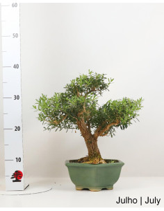 Bonsai di Buxus Harlandii di 21 anni 2