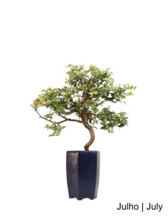 Bonsái de Syzygium Indica de 13 años