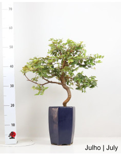 Bonsai di Syzygium Indica di 13 anni 2