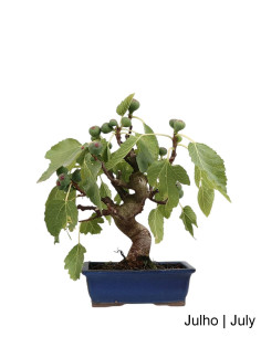 Figuera Bonsai de 20 años