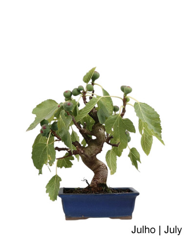 Figueira Bonsai de 20 anos