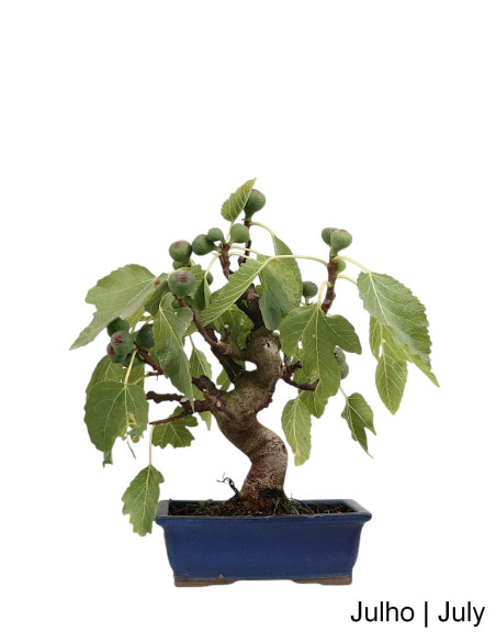 Figueira Bonsai de 20 anos