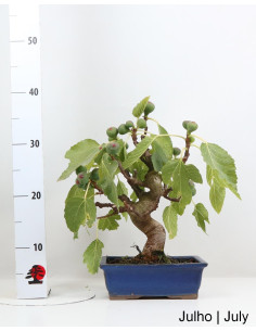 Higuera Bonsai de 20 años 2